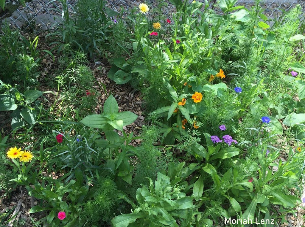 Hummingbird Haven Mix | | Wiccan Center
