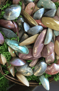 Easter Egg Shell- Polished Dyed Pastel Pearl Clams | | Wiccan Center