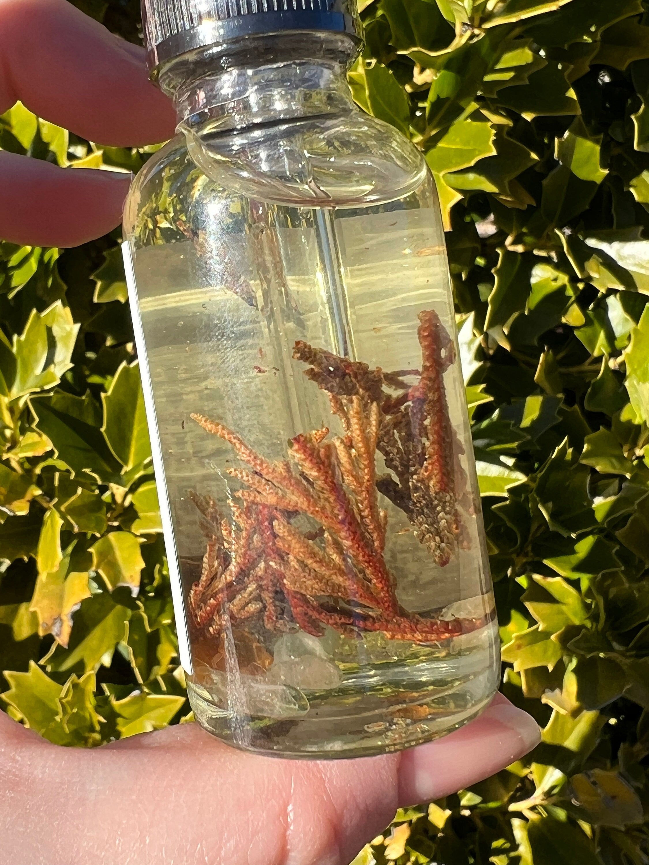 Rose of Jericho Ritual Oil | The Resurrection Plant | Witch Protection Manifestation New Beginnings Lucky Empath Spell Magickal Altar Tool | | Wiccan Center
