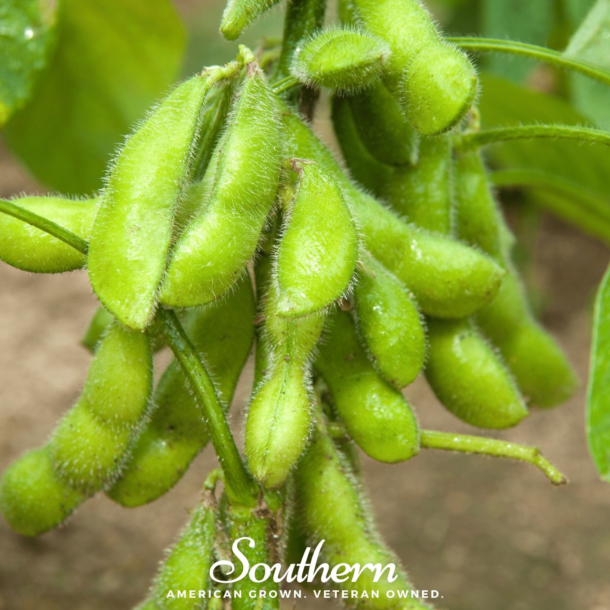 Be Sweet Edamame Soybean (Bush) – 20 Seeds | | Wiccan Center