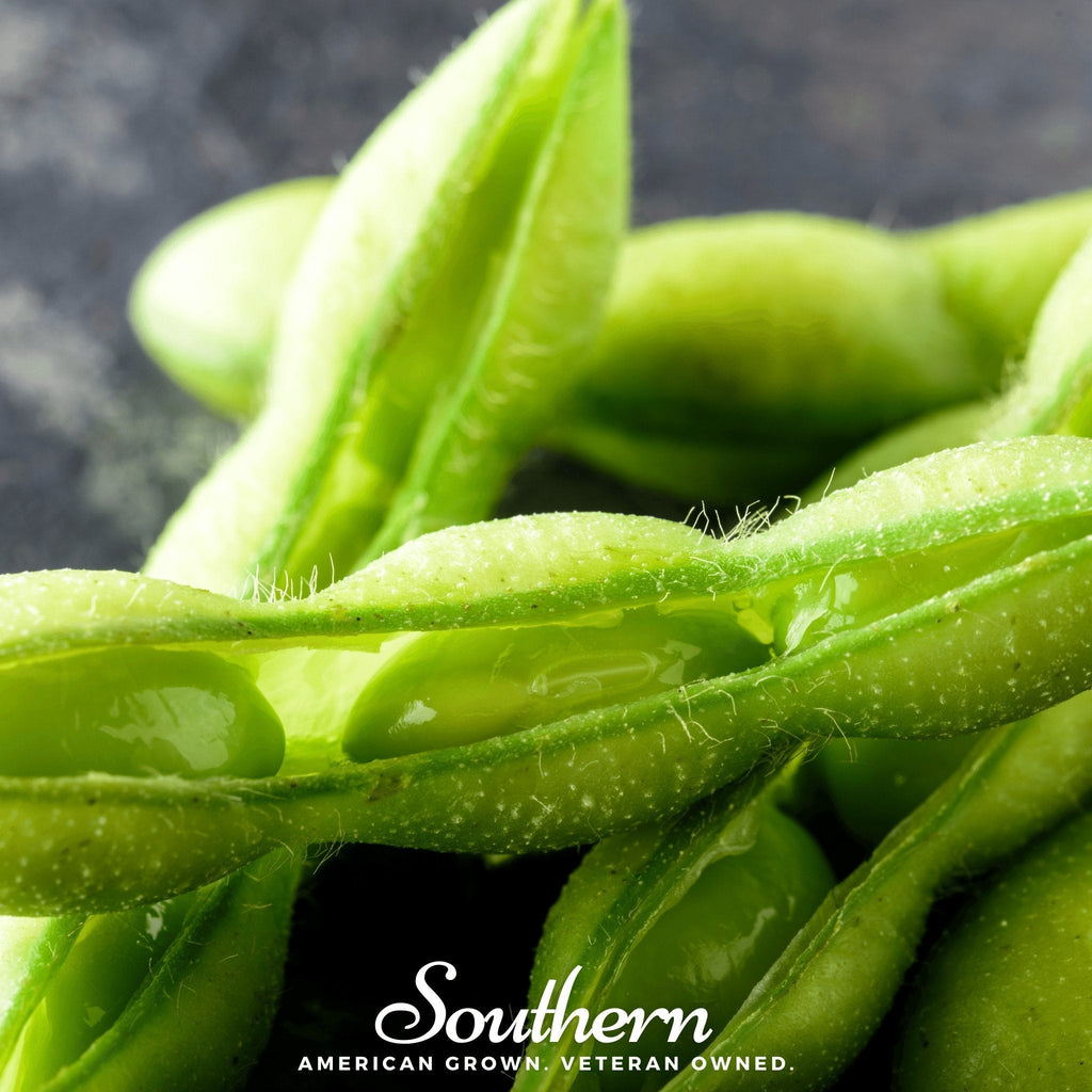 Be Sweet Edamame Soybean (Bush) – 20 Seeds | | Wiccan Center