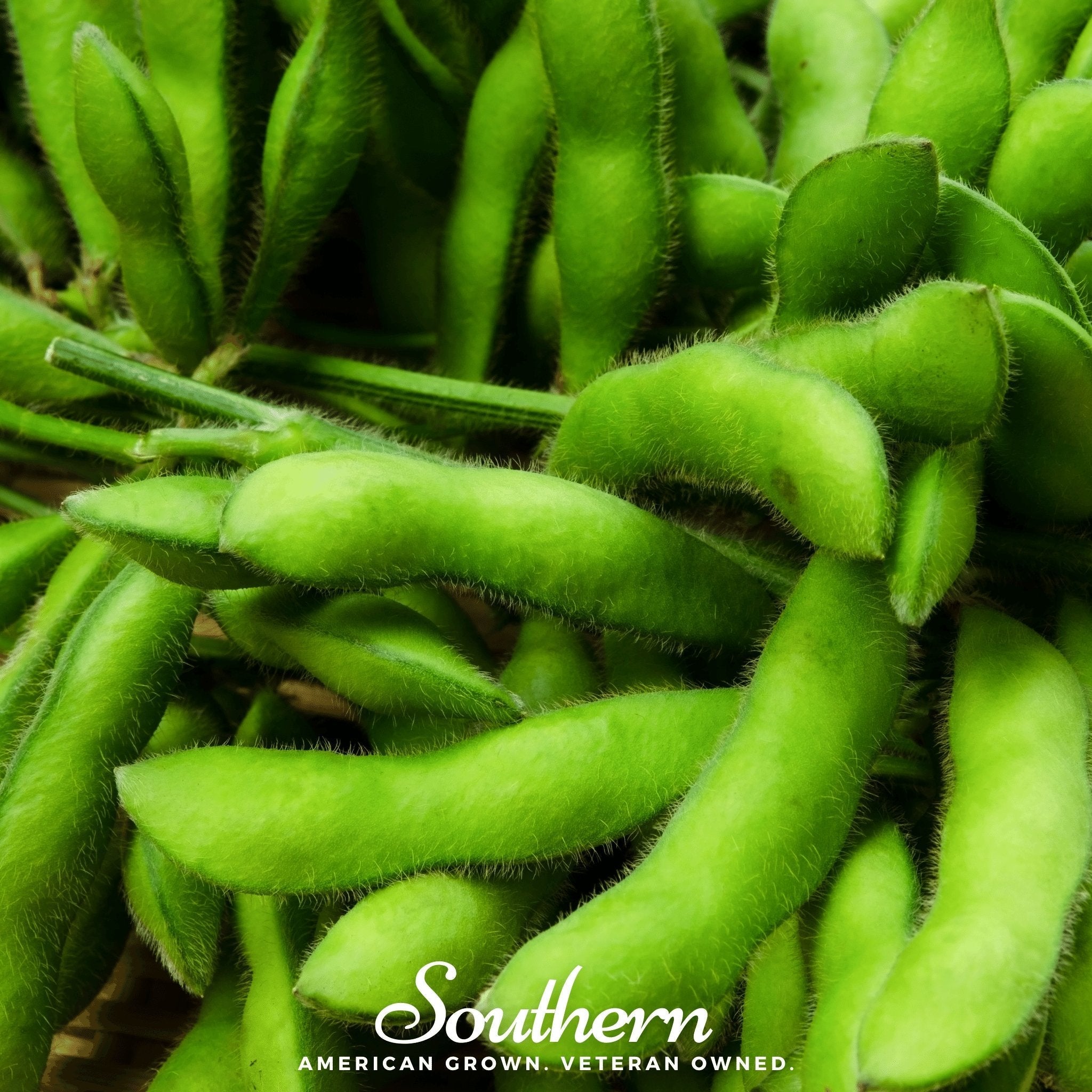 Be Sweet Edamame Soybean (Bush) – 20 Seeds | | Wiccan Center