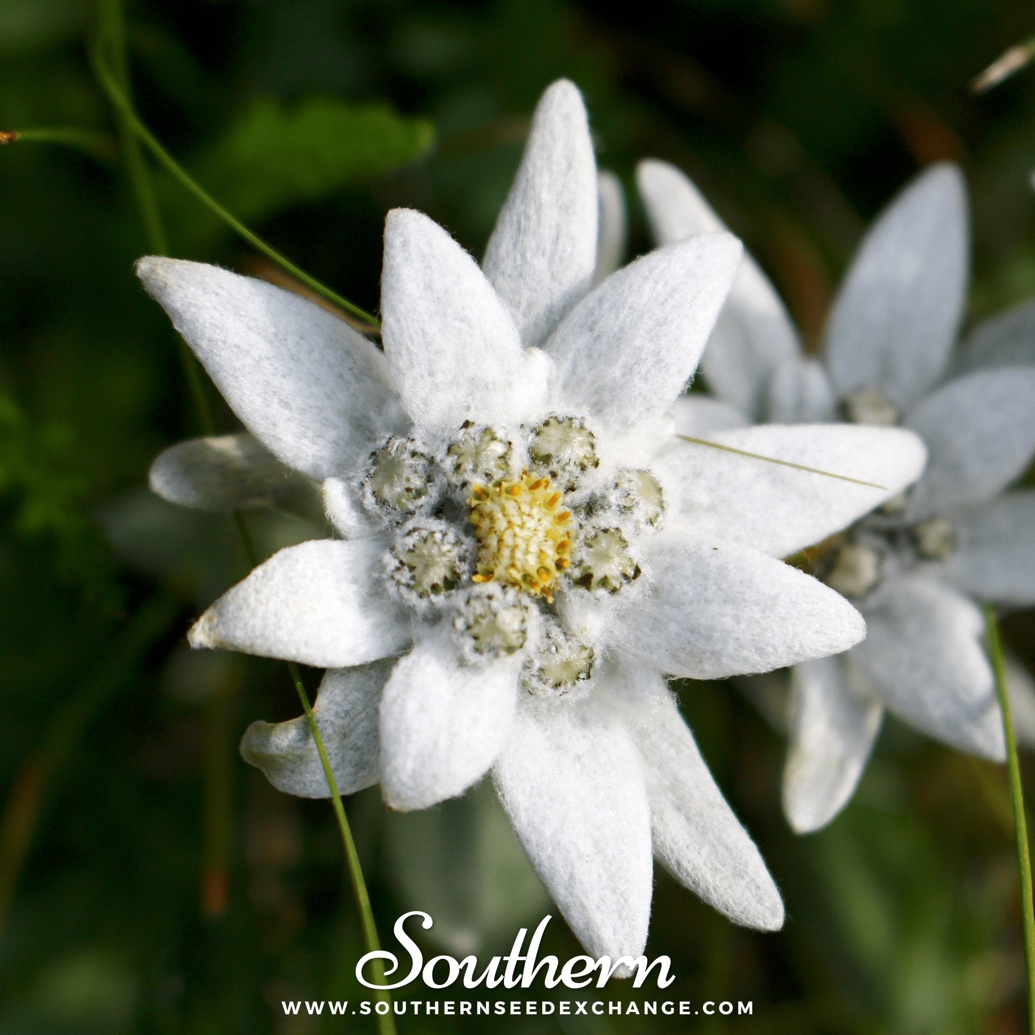 Edelweiss – 100 Seeds | | Wiccan Center