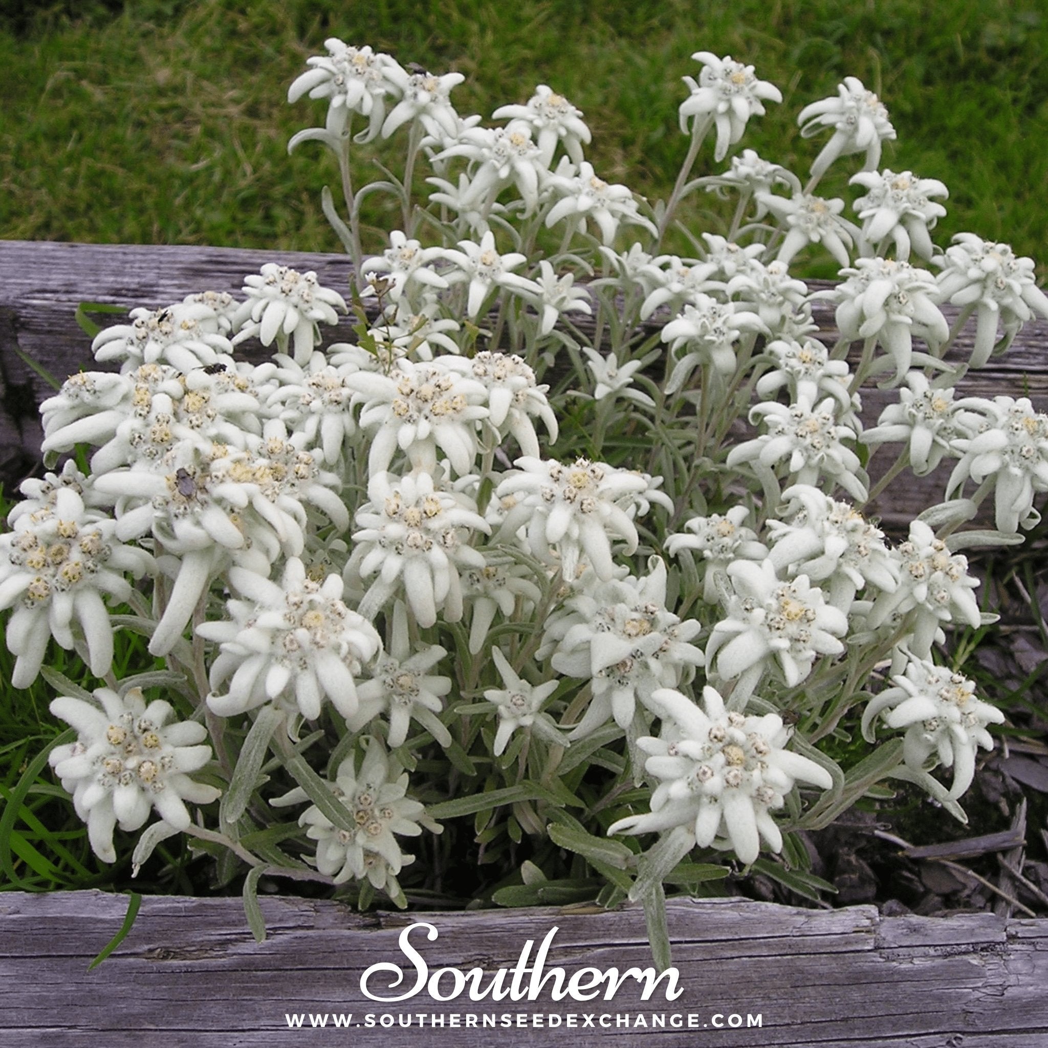 Edelweiss – 100 Seeds | | Wiccan Center