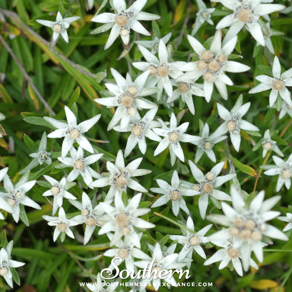 Edelweiss – 100 Seeds | | Wiccan Center