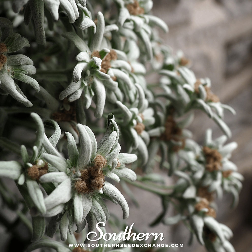Edelweiss – 100 Seeds | | Wiccan Center