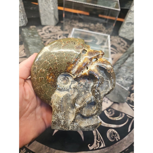 1.32LB Rare! Natural Tentacle Ammonite FossilSpecimen Shell Healing Madagascar | Fossils & Rare Specimens | Wiccan Center