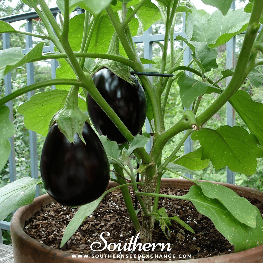 Black Beauty Eggplant – 50 Seeds | | Wiccan Center