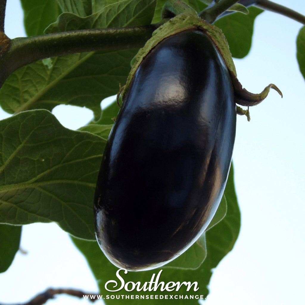 Black Beauty Eggplant – 50 Seeds | | Wiccan Center