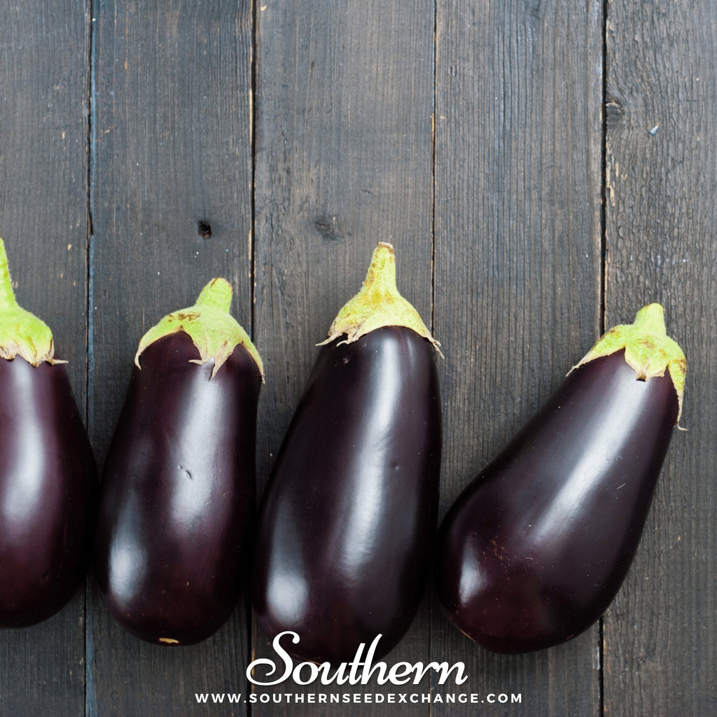 Black Beauty Eggplant – 50 Seeds | | Wiccan Center