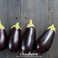 Black Beauty Eggplant – 50 Seeds | | Wiccan Center