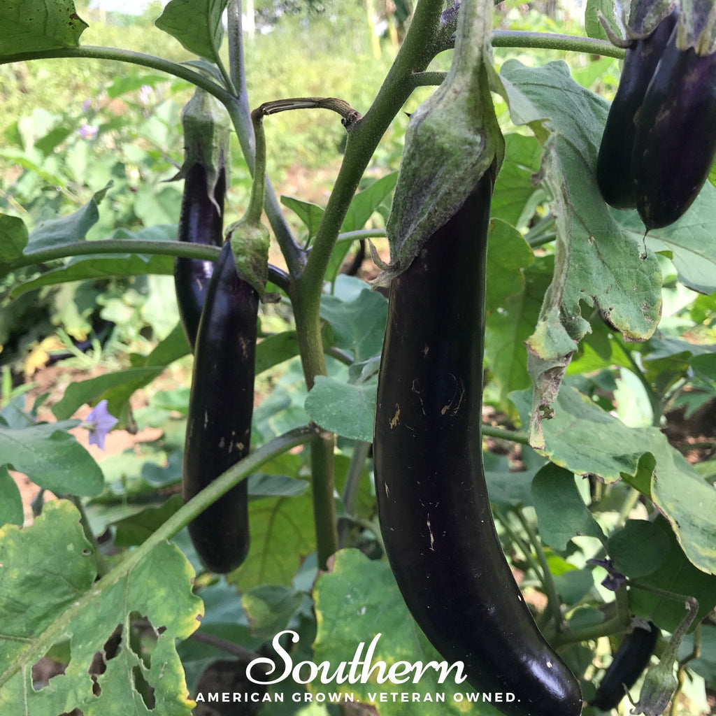 Long Purple Eggplant – 50 Seeds | | Wiccan Center