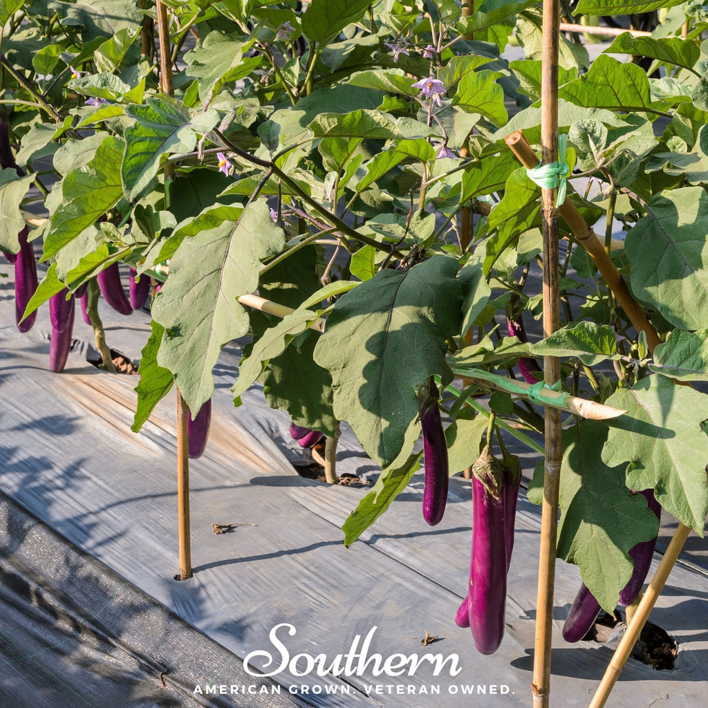 Long Purple Eggplant – 50 Seeds | | Wiccan Center
