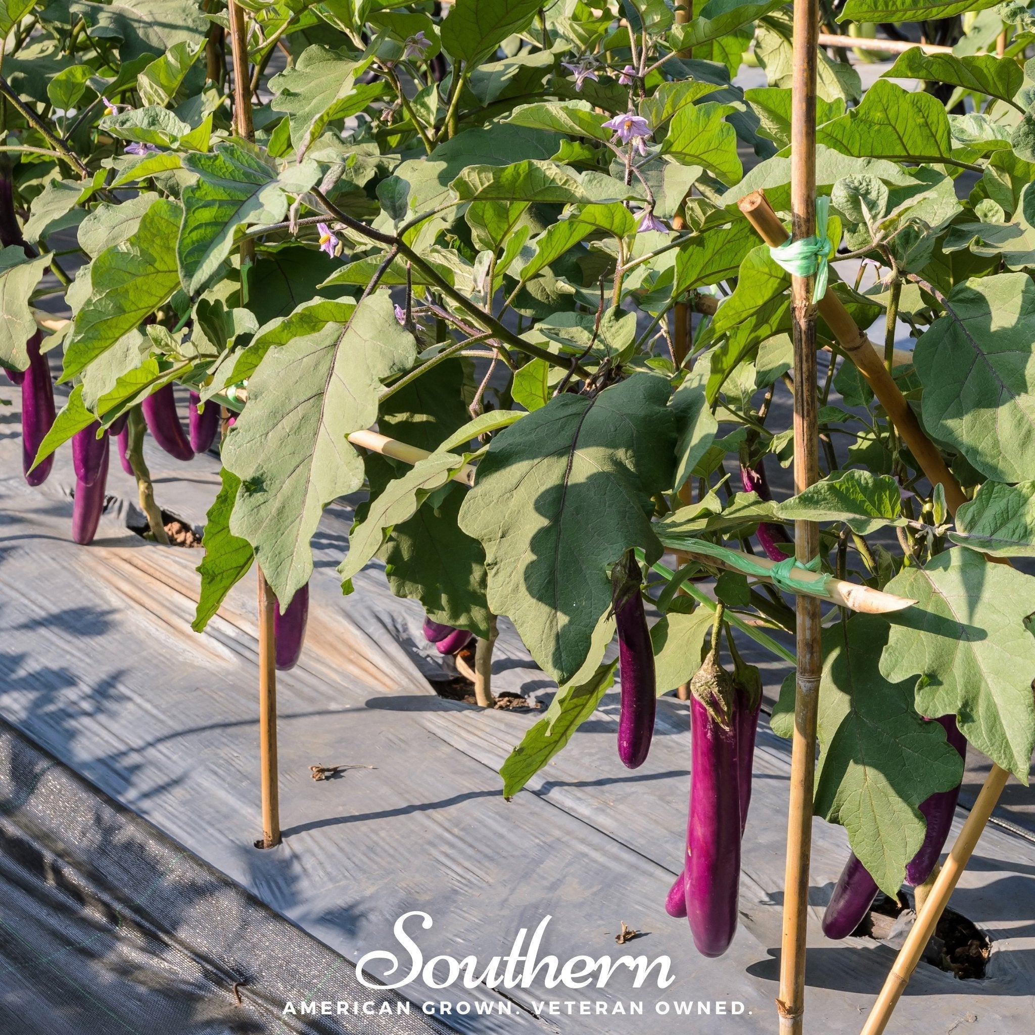 Long Purple Eggplant – 50 Seeds | | Wiccan Center