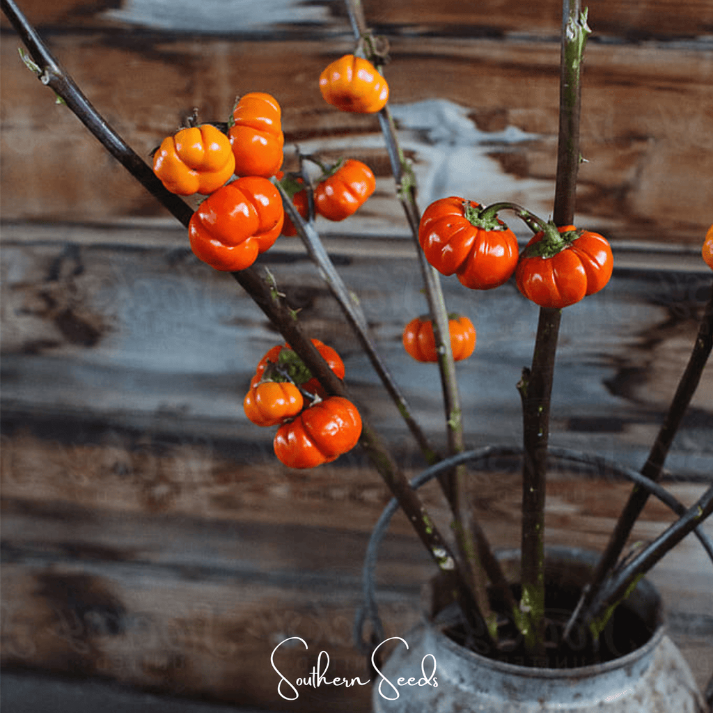 Pumpkin On A Stick Eggplant – 15 Seeds | Seeds | Wiccan Center