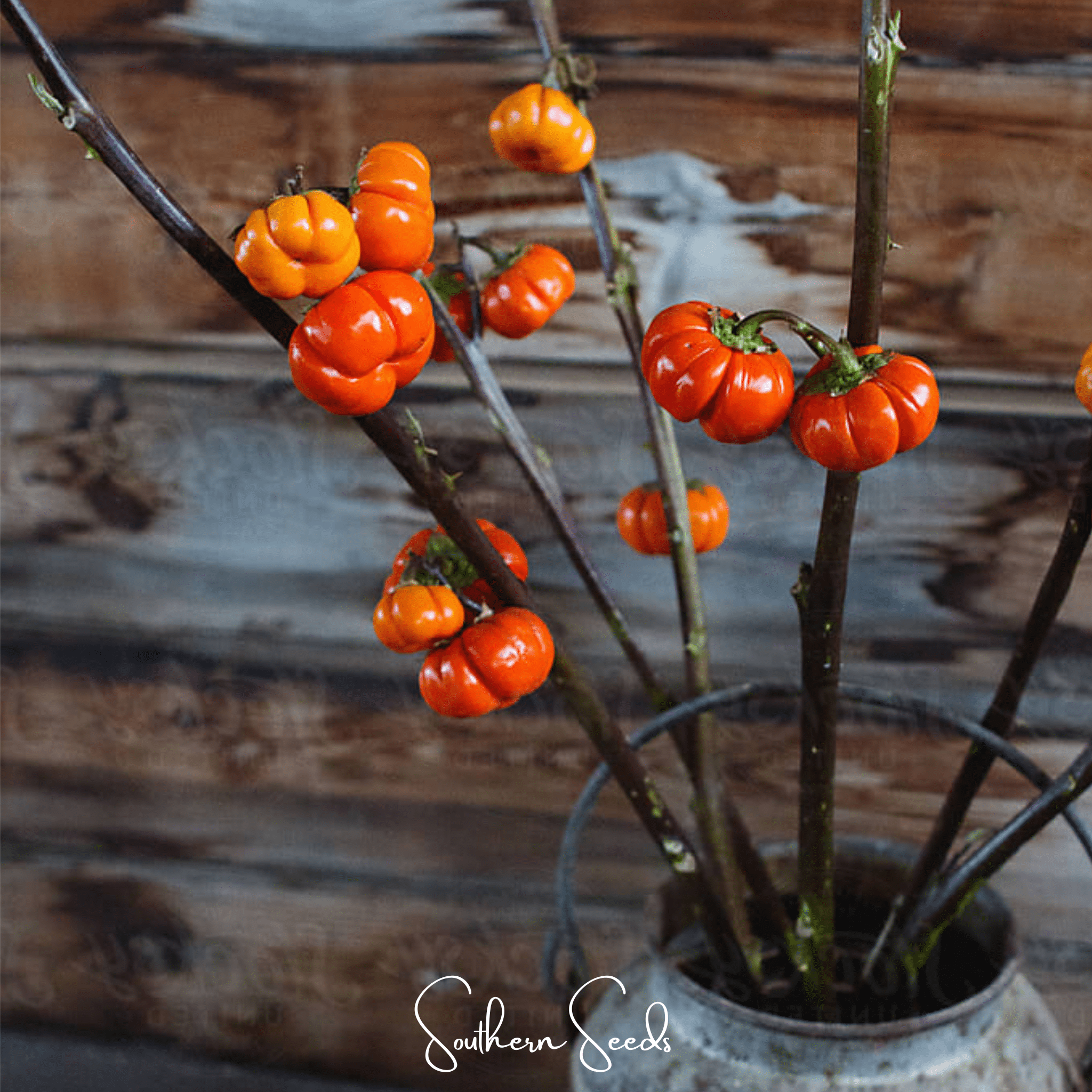 Pumpkin On A Stick Eggplant – 15 Seeds | Seeds | Wiccan Center