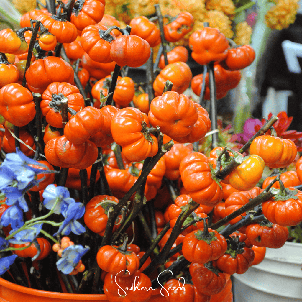 Pumpkin On A Stick Eggplant – 15 Seeds | Seeds | Wiccan Center
