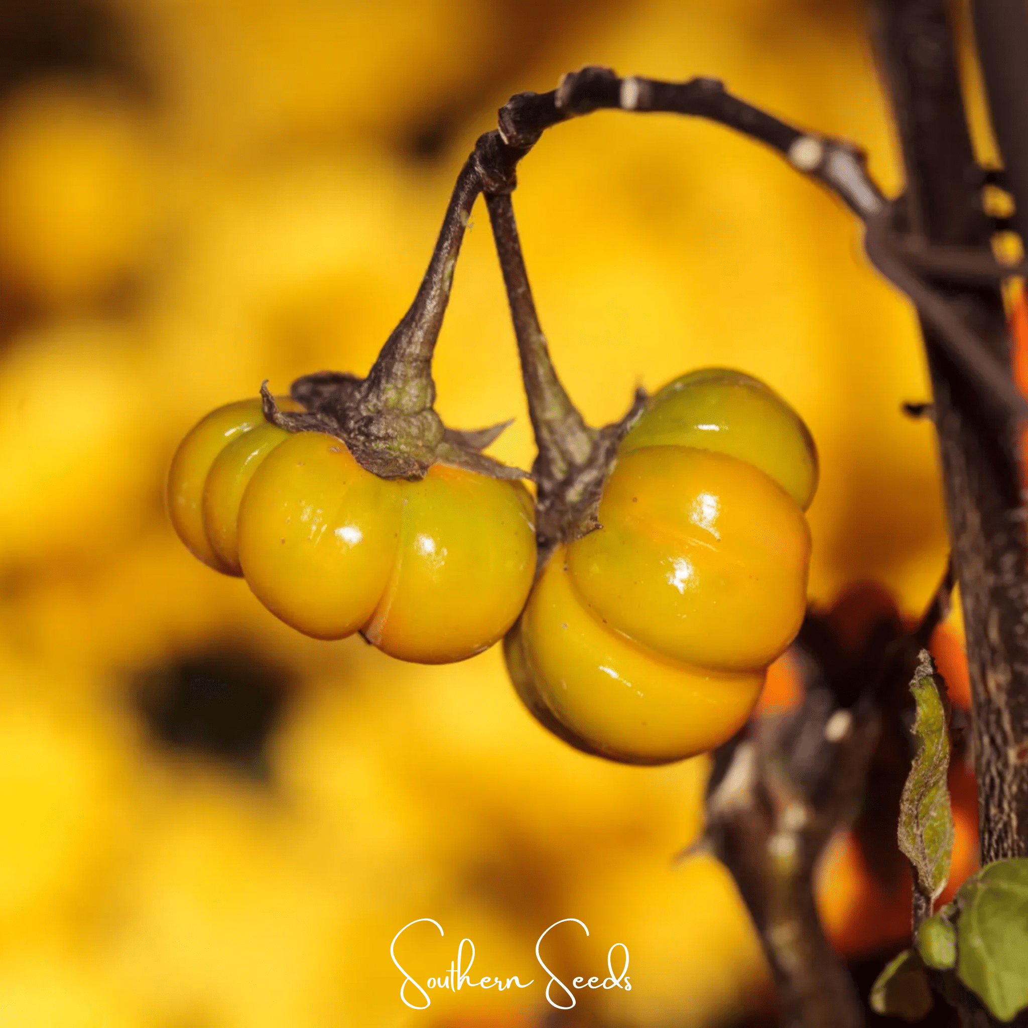 Pumpkin On A Stick Eggplant – 15 Seeds | Seeds | Wiccan Center