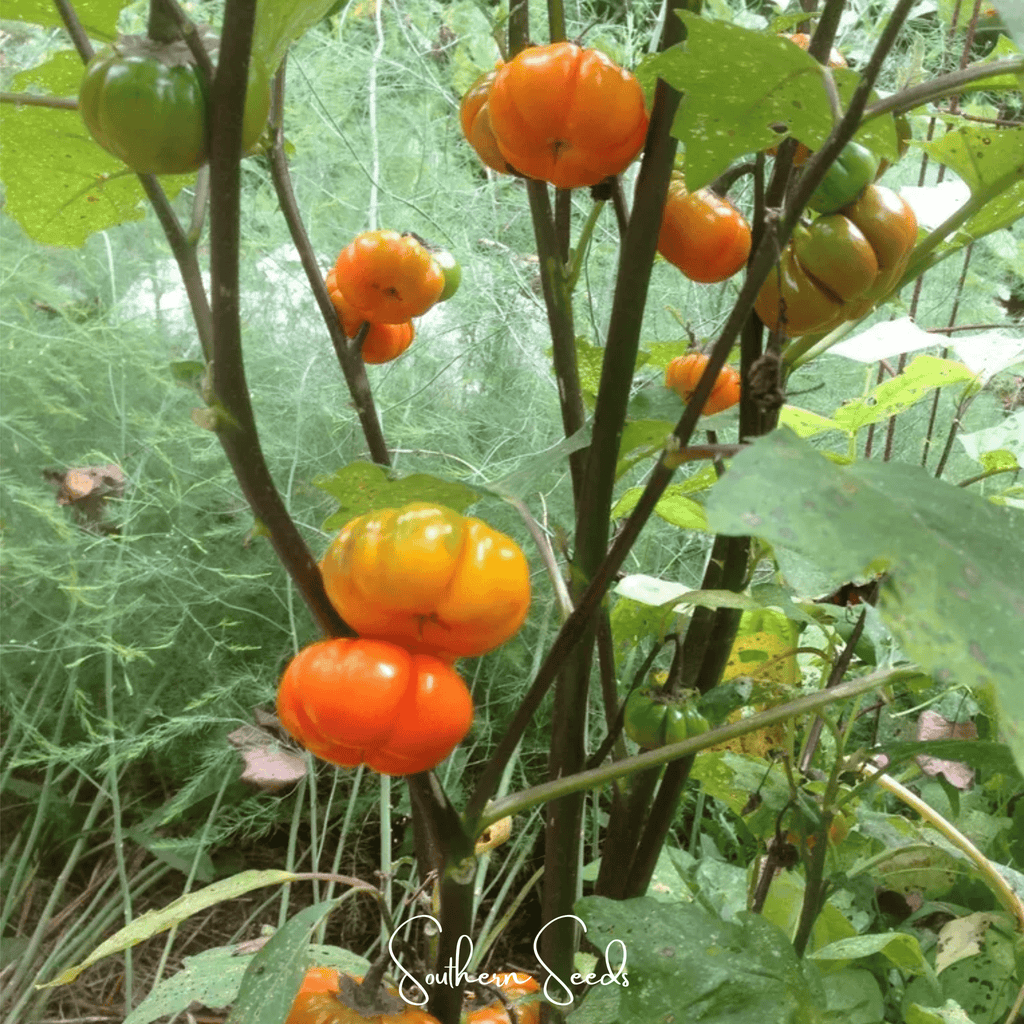Pumpkin On A Stick Eggplant – 15 Seeds | Seeds | Wiccan Center