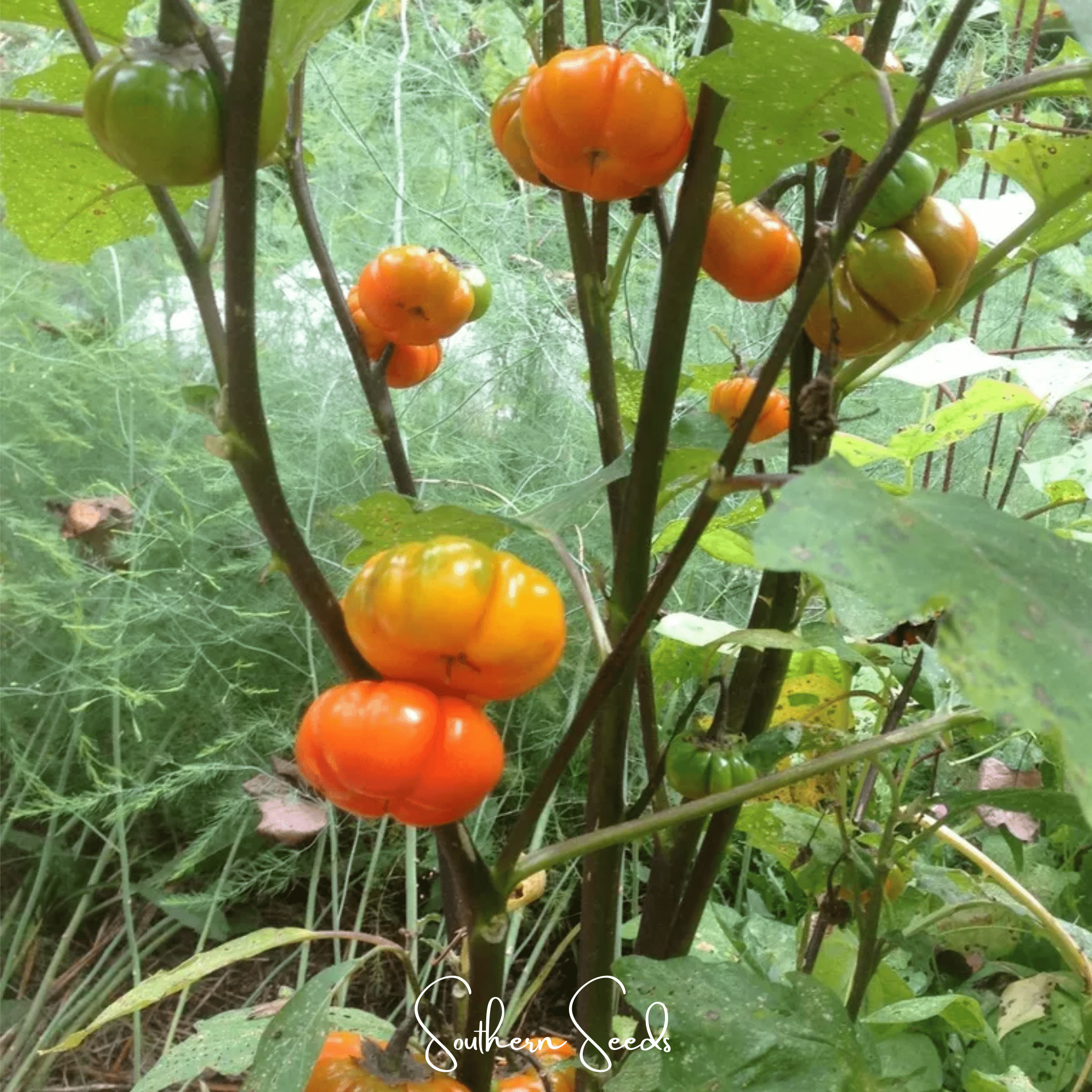 Pumpkin On A Stick Eggplant – 15 Seeds | Seeds | Wiccan Center