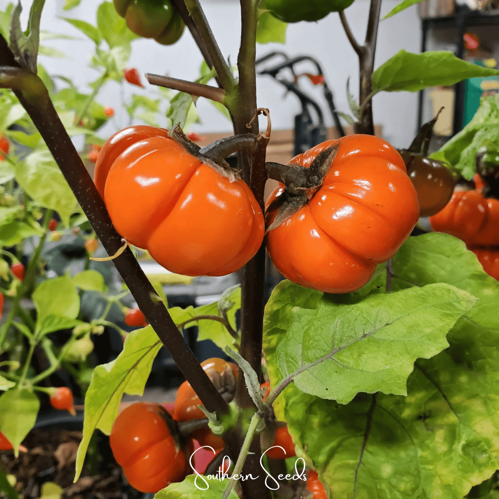 Pumpkin On A Stick Eggplant – 15 Seeds | Seeds | Wiccan Center