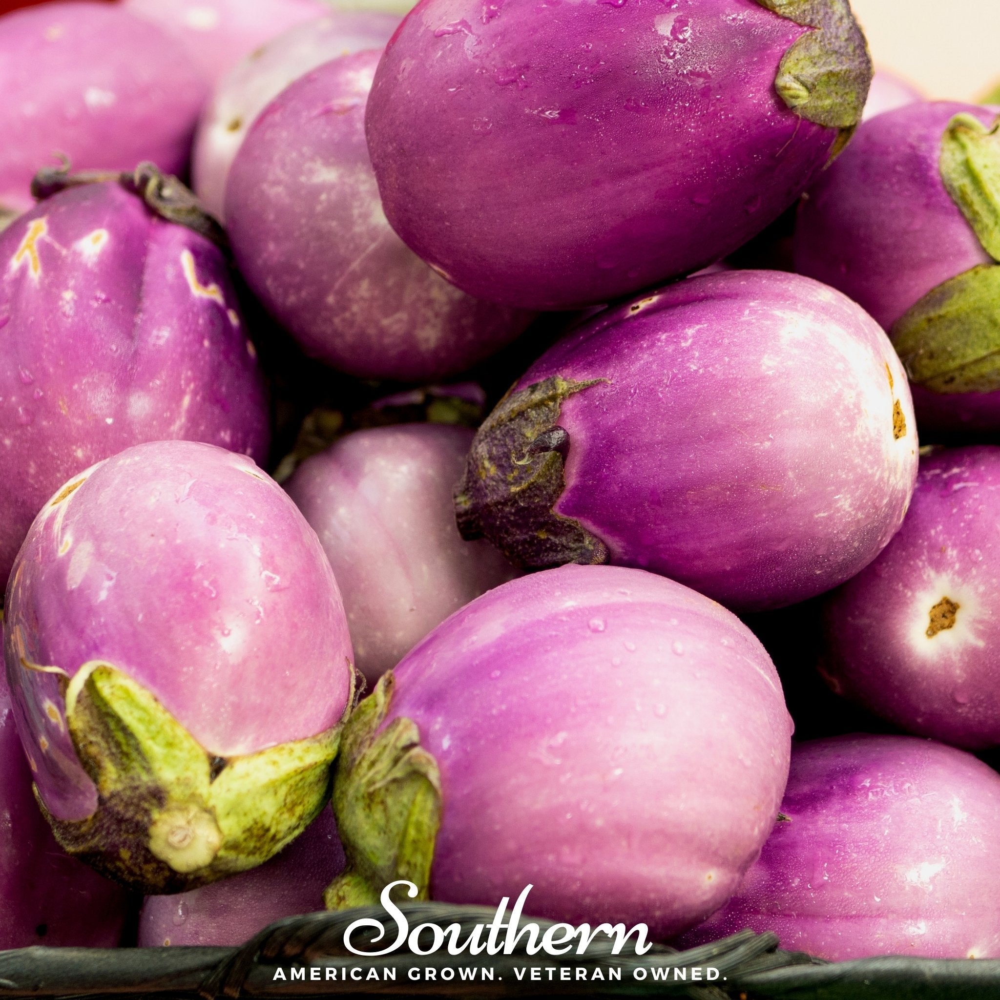 Rosa Bianca Eggplant – 50 Seeds | | Wiccan Center