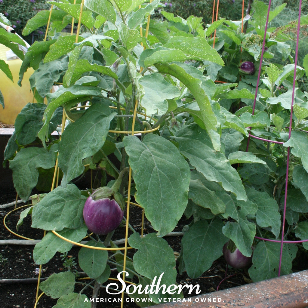 Rosa Bianca Eggplant – 50 Seeds | | Wiccan Center