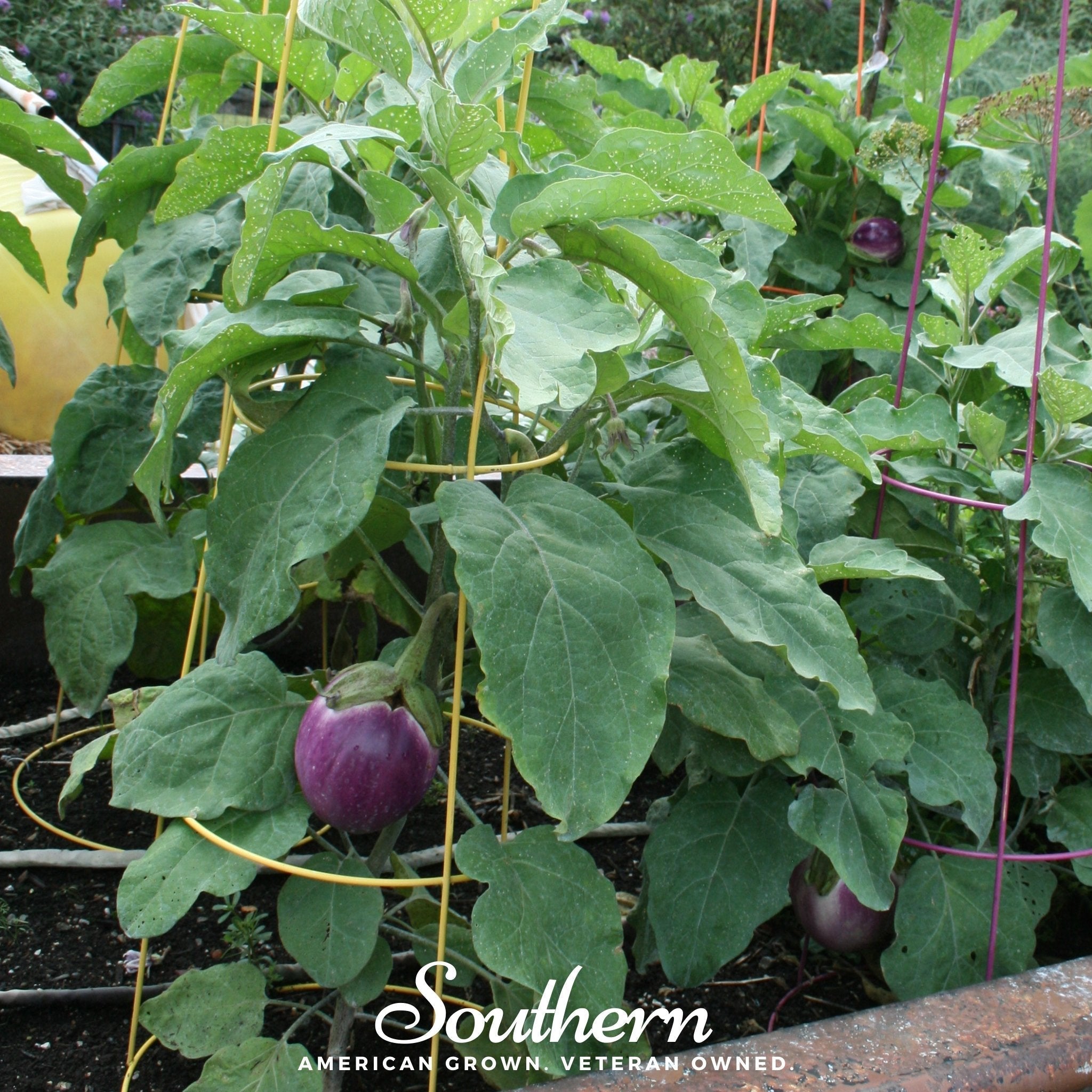 Rosa Bianca Eggplant – 50 Seeds | | Wiccan Center