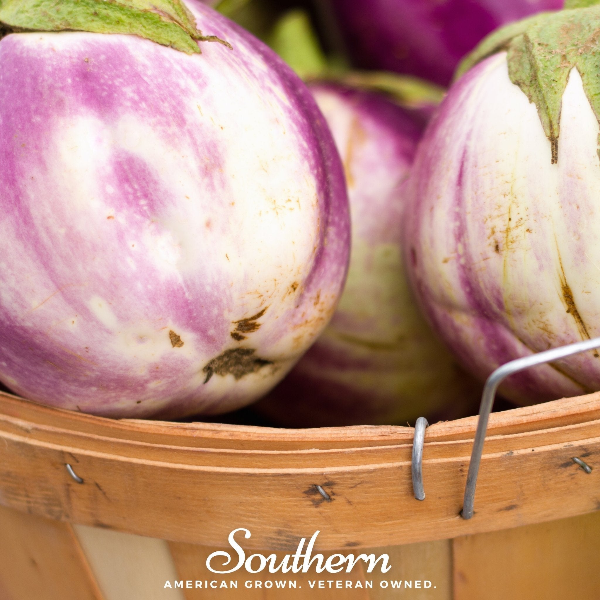 Rosa Bianca Eggplant – 50 Seeds | | Wiccan Center