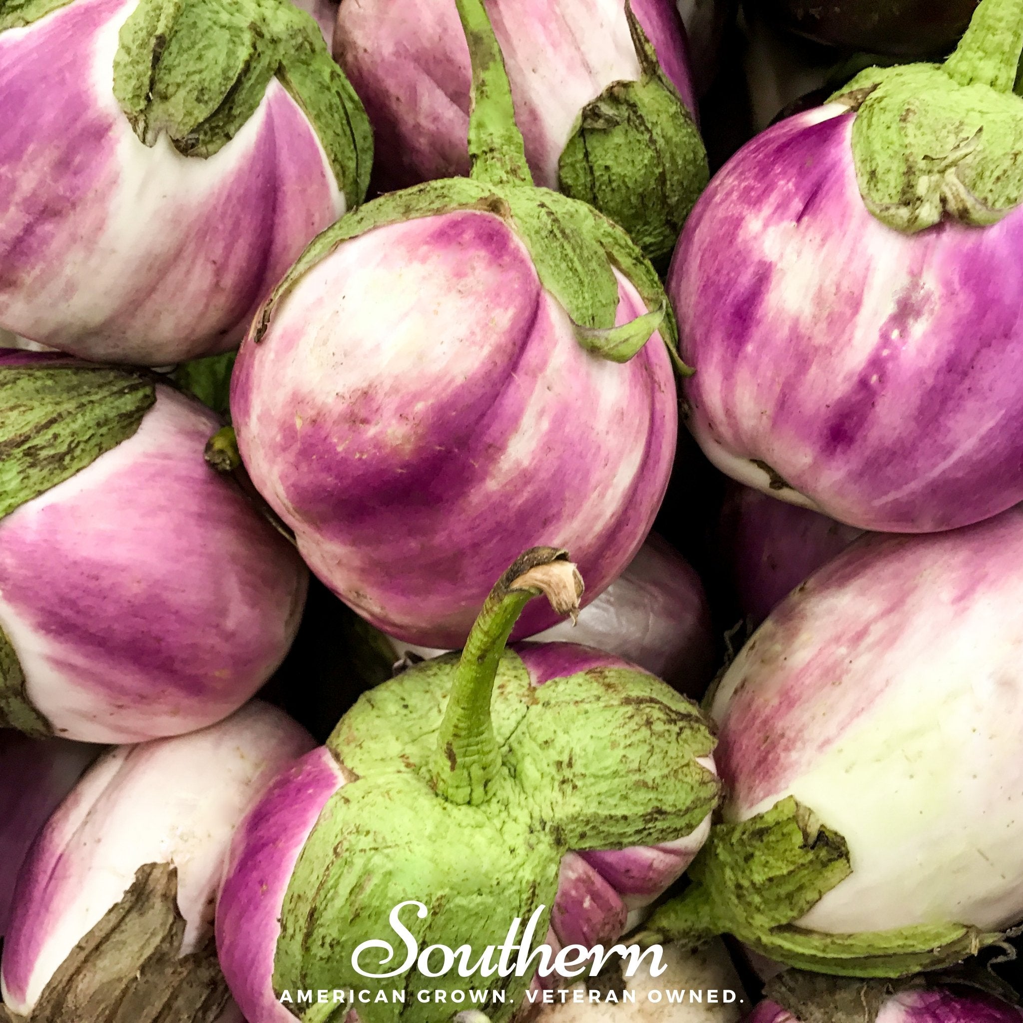Rosa Bianca Eggplant – 50 Seeds | | Wiccan Center