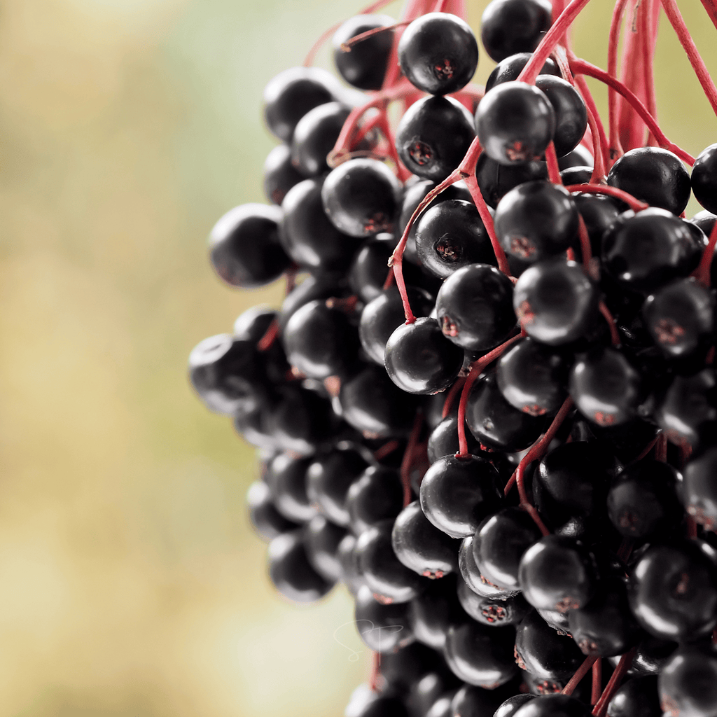 Elderberry Seed Collection (American Black • Red • Blue) | Seeds | Wiccan Center