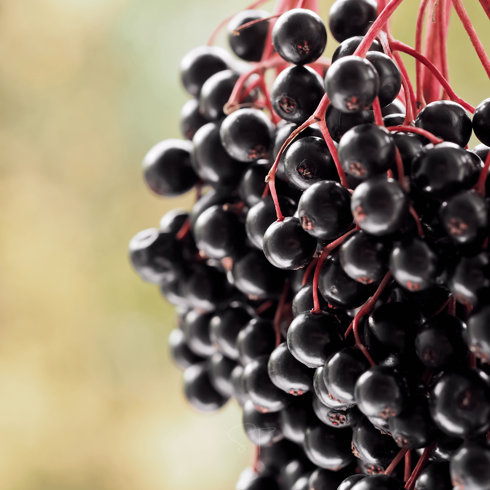 Elderberry Seed Collection (American Black • Red • Blue) | Seeds | Wiccan Center