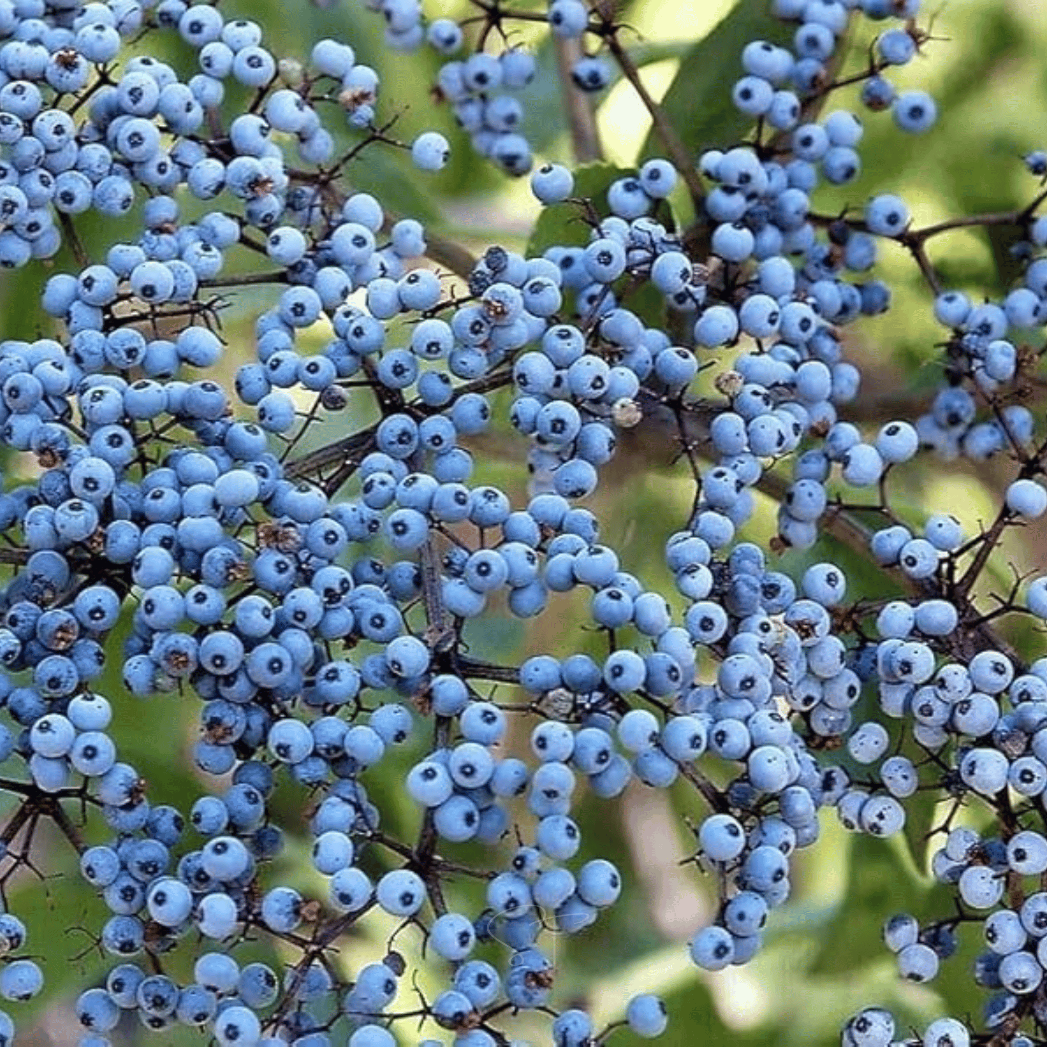 Elderberry Seed Collection (American Black • Red • Blue) | Seeds | Wiccan Center
