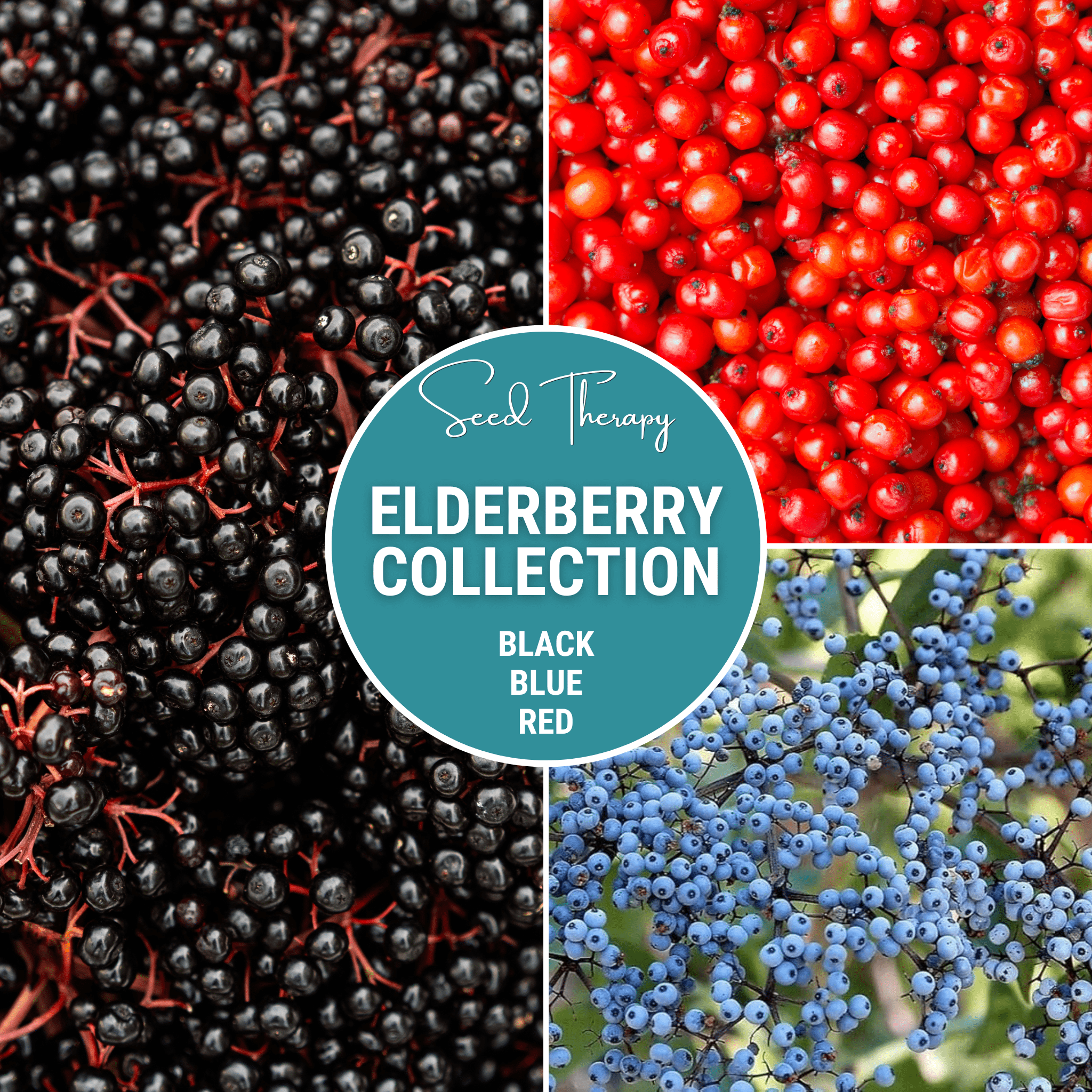 Elderberry Seed Collection (American Black • Red • Blue) | Seeds | Wiccan Center