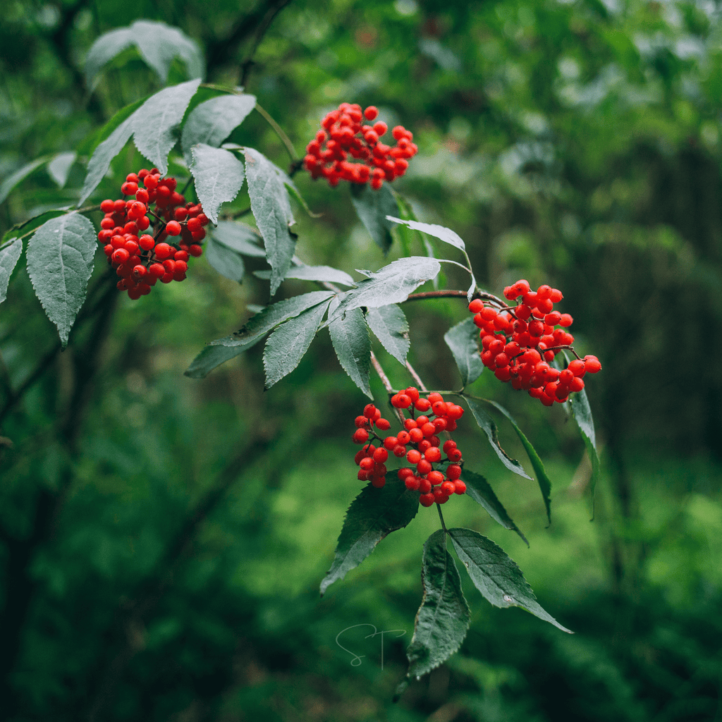 Elderberry Seed Collection (American Black • Red • Blue) | Seeds | Wiccan Center