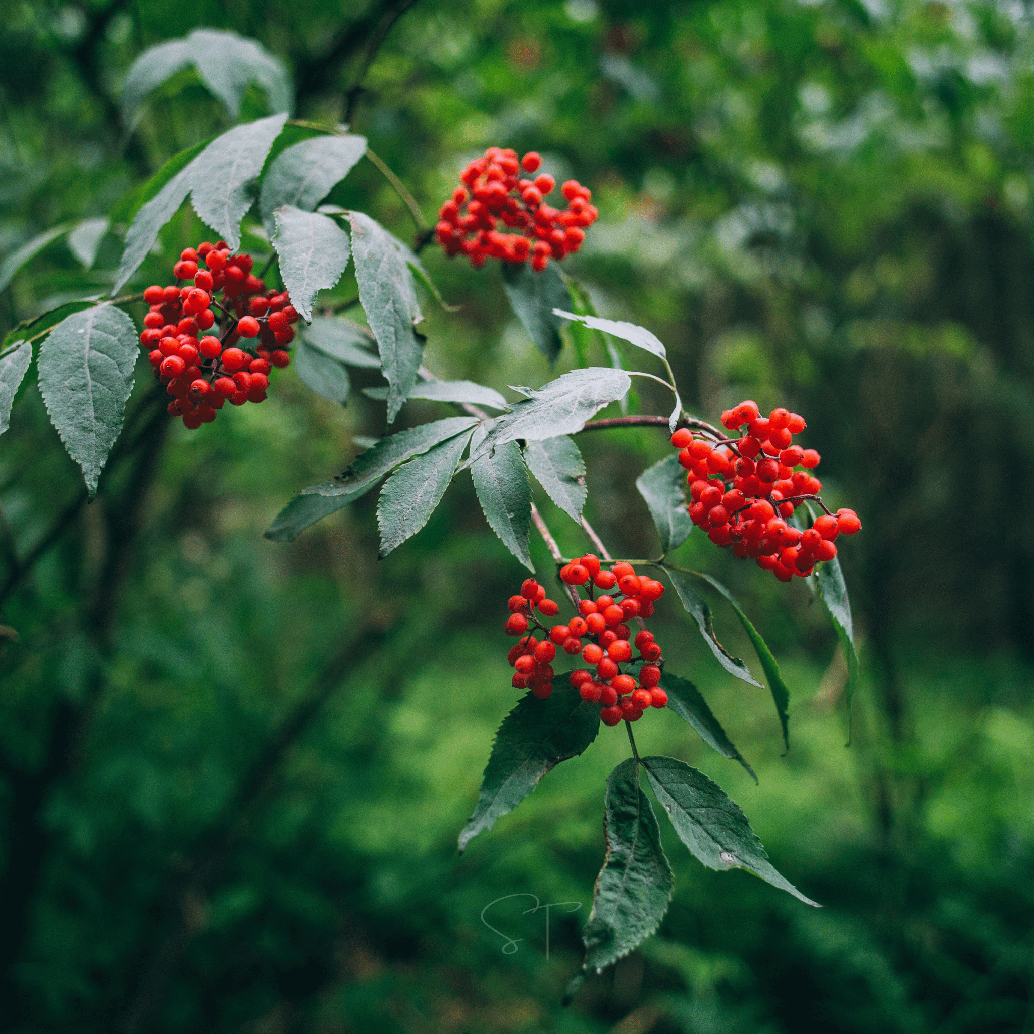 Elderberry Seed Collection (American Black • Red • Blue) | Seeds | Wiccan Center