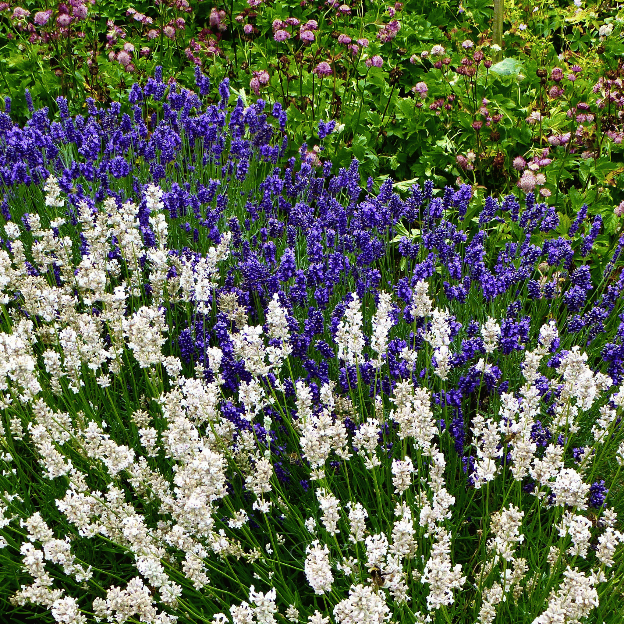 Ellagance Snow Lavender – 20 Seeds | | Wiccan Center