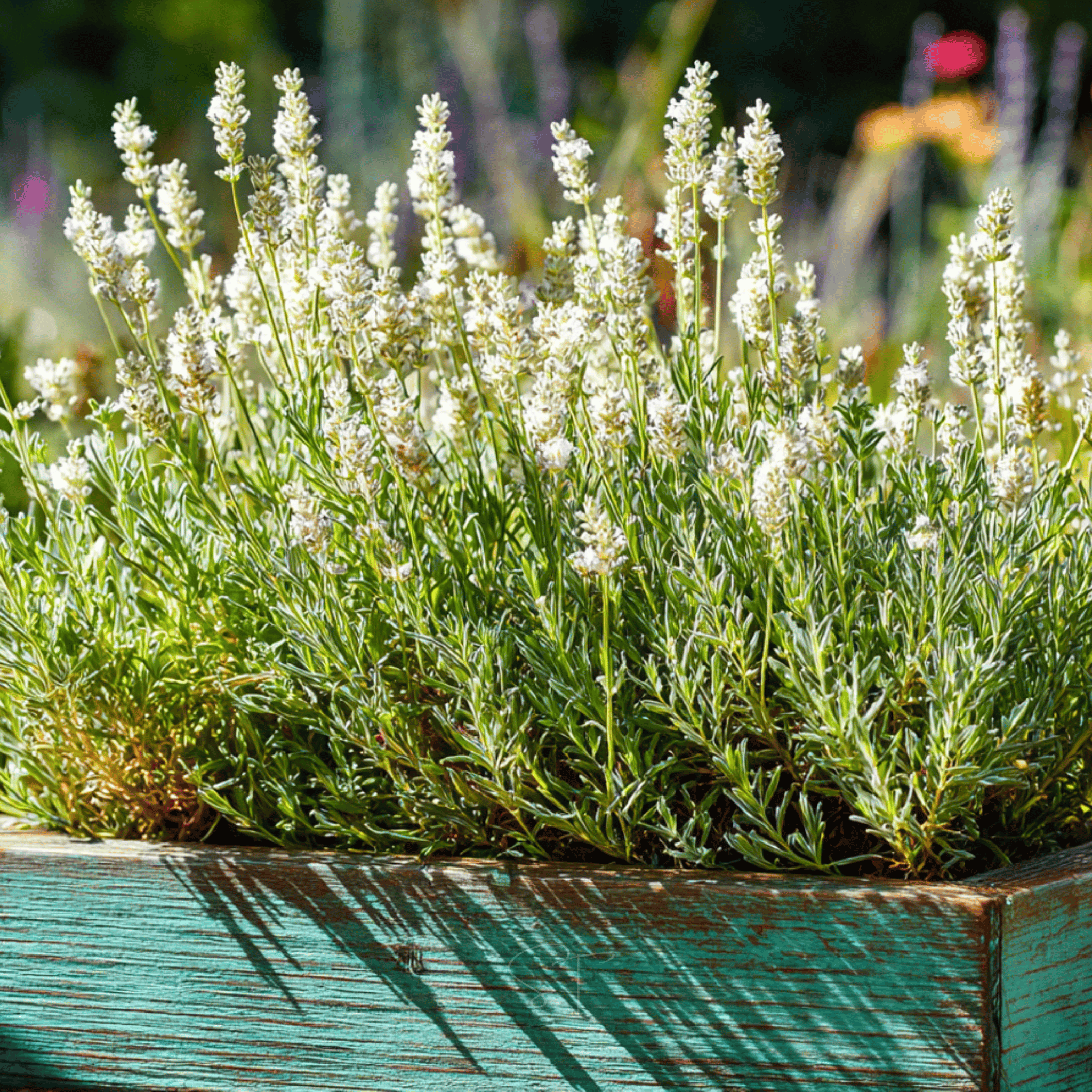Ellagance Snow Lavender – 20 Seeds | | Wiccan Center