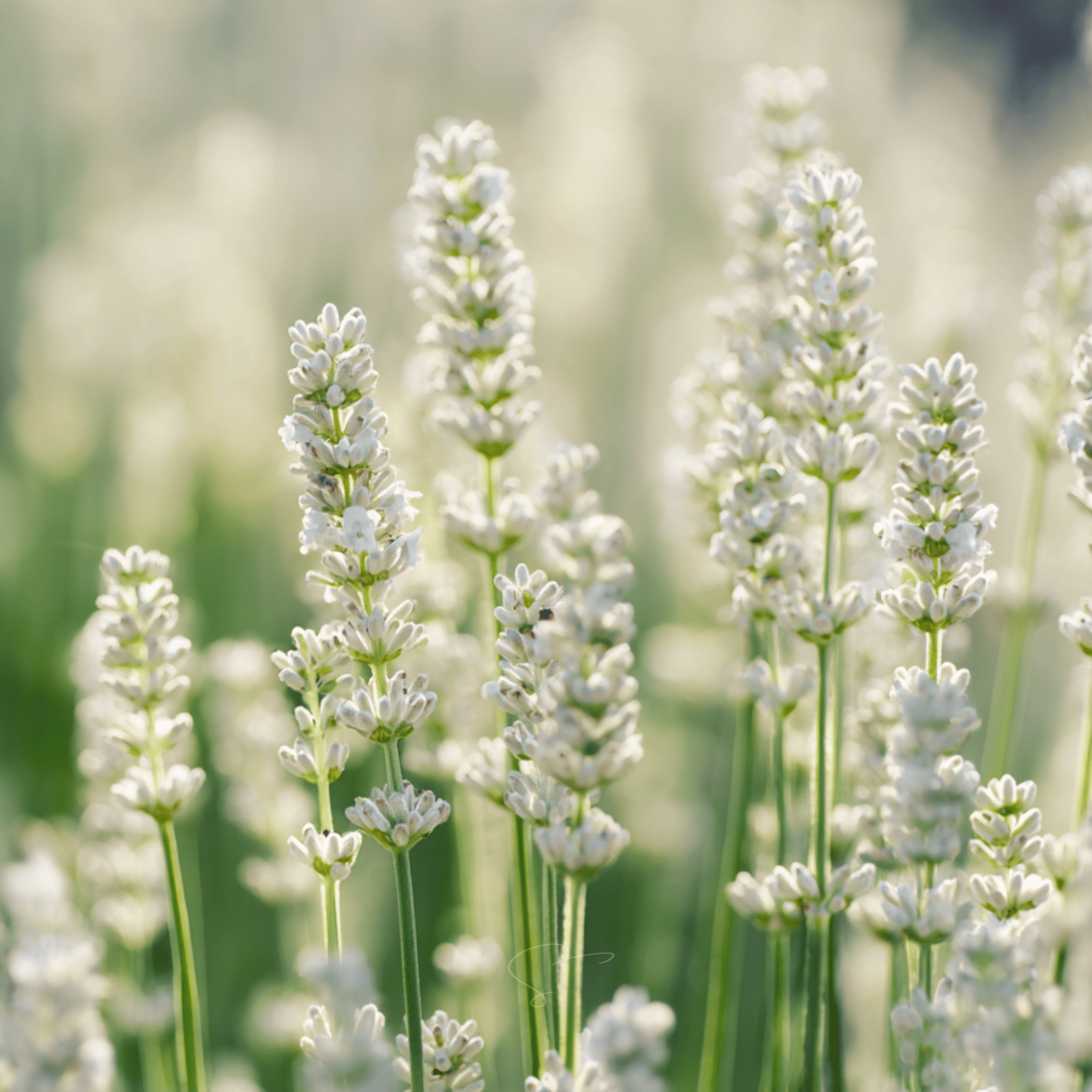 Ellagance Snow Lavender – 20 Seeds | | Wiccan Center