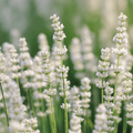 Ellagance Snow Lavender – 20 Seeds | | Wiccan Center