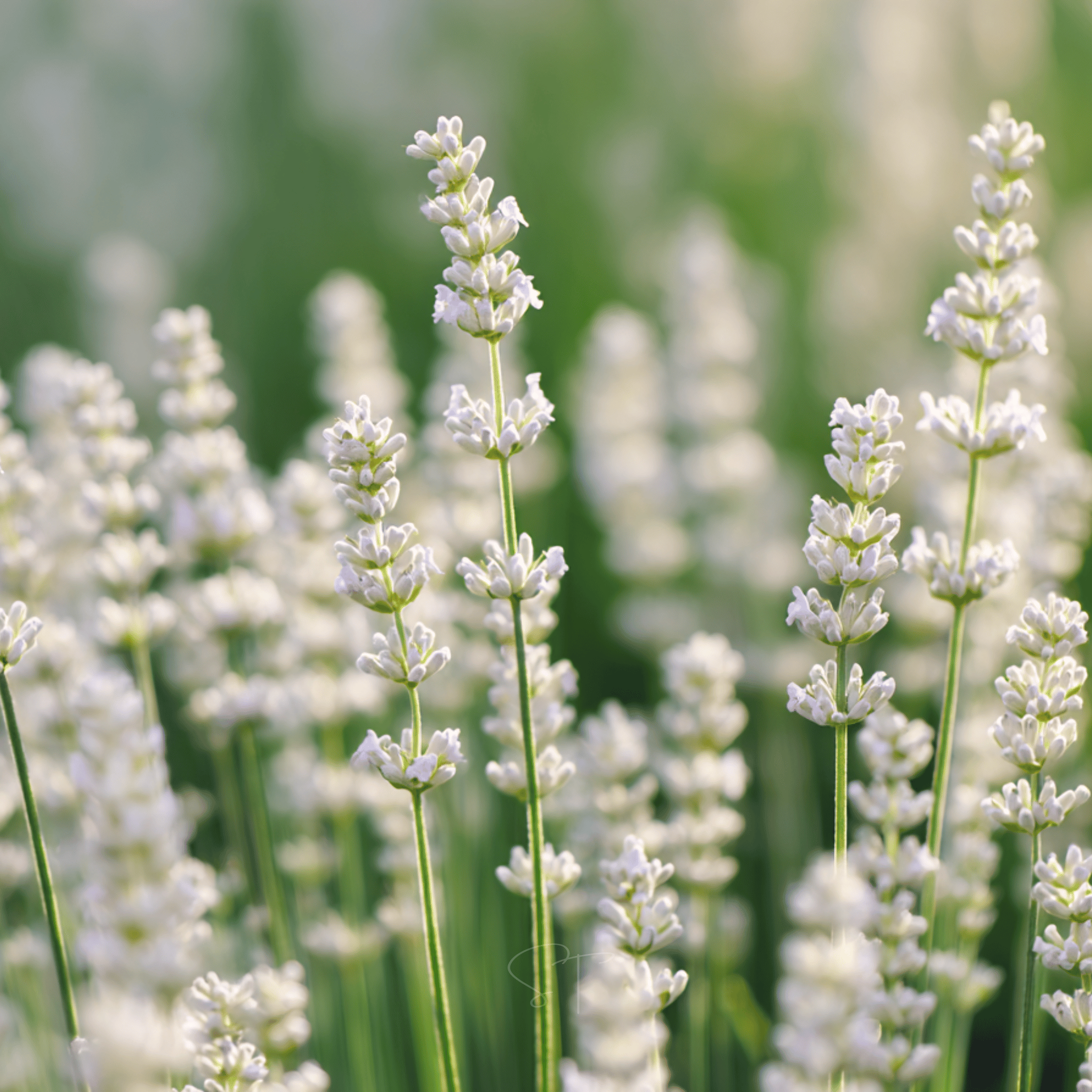 Ellagance Snow Lavender – 20 Seeds | | Wiccan Center