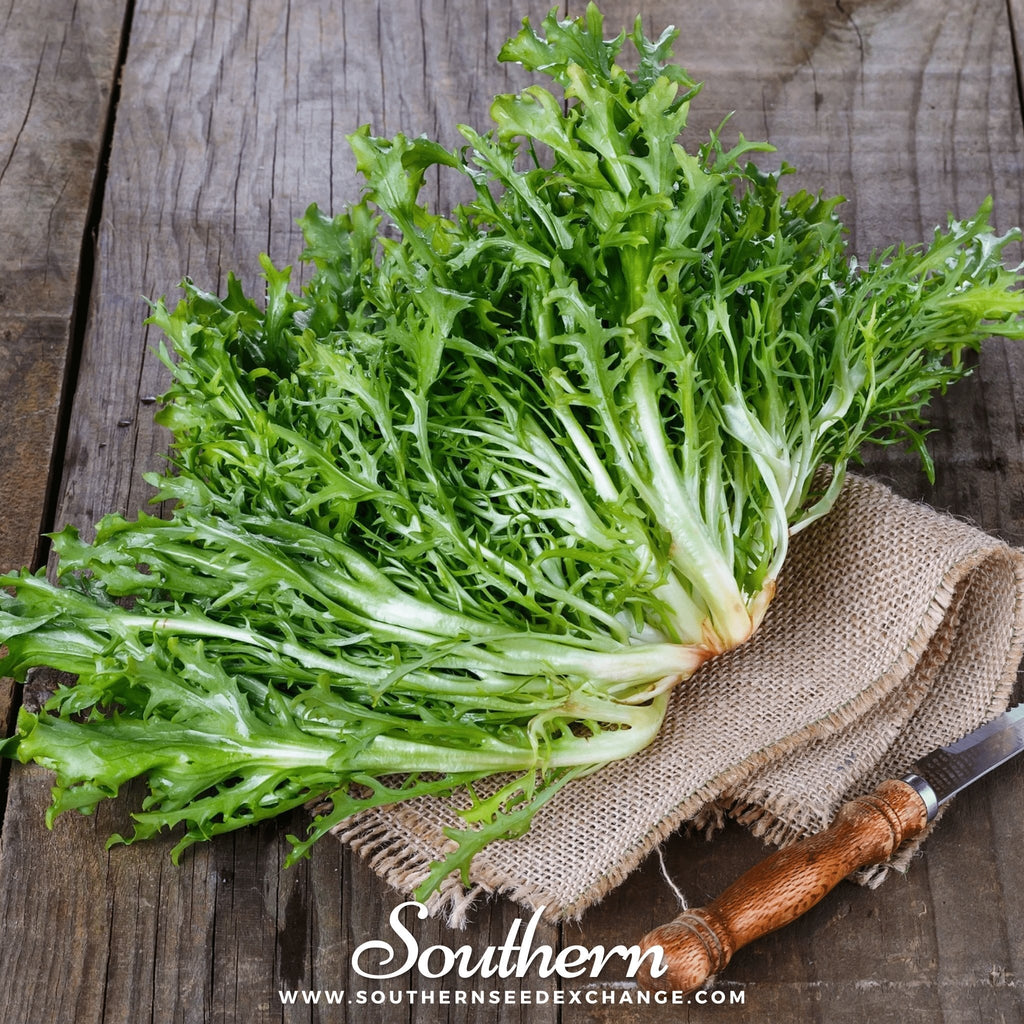 Green Curled Ruffec Endive – 200 Seeds | Seeds | Wiccan Center