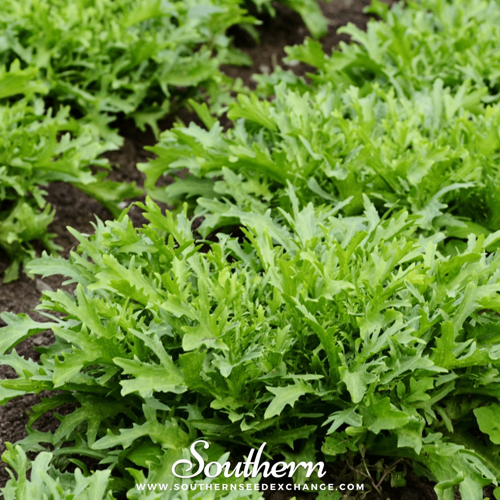 Green Curled Ruffec Endive – 200 Seeds | Seeds | Wiccan Center