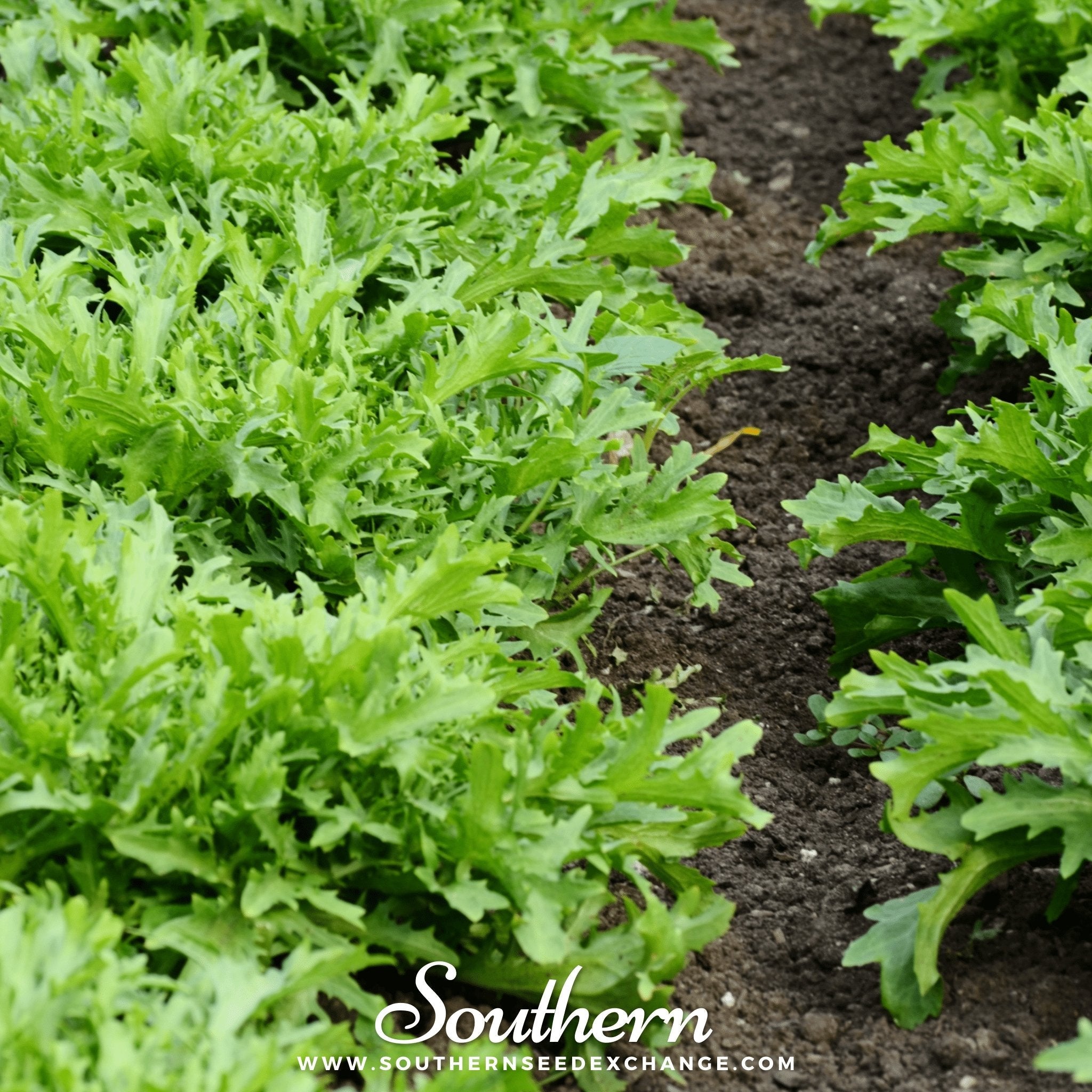 Green Curled Ruffec Endive – 200 Seeds | Seeds | Wiccan Center