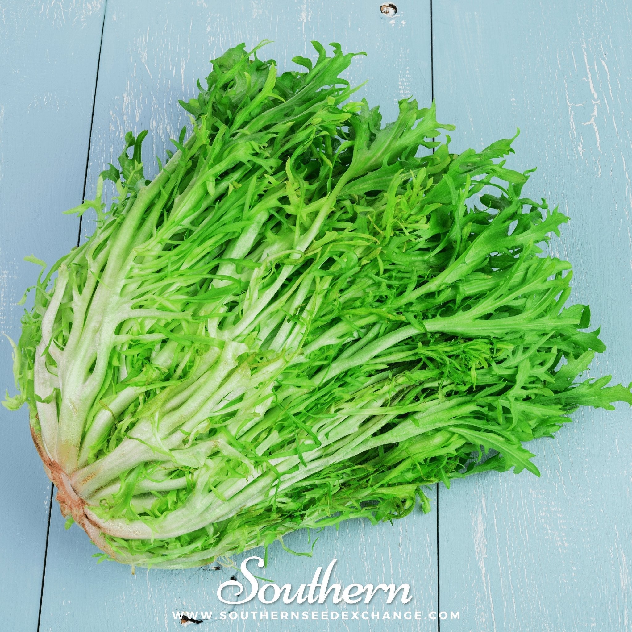 Green Curled Ruffec Endive – 200 Seeds | Seeds | Wiccan Center