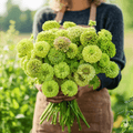 Envy Green Zinnia – 25 Seeds | Seeds | Wiccan Center