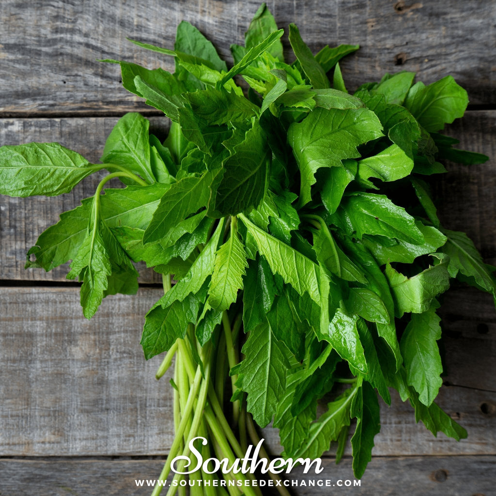 Epazote – 25 Seeds | | Wiccan Center