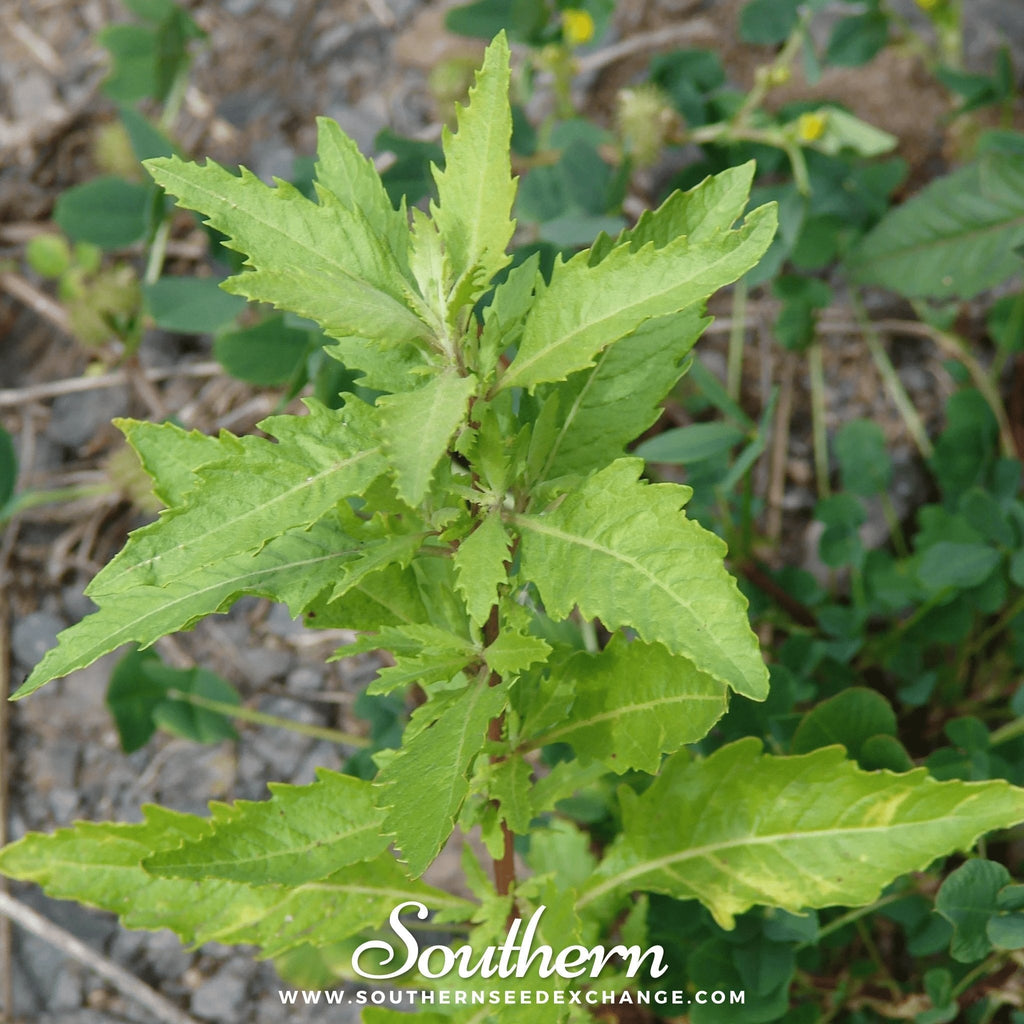 Epazote – 25 Seeds | | Wiccan Center