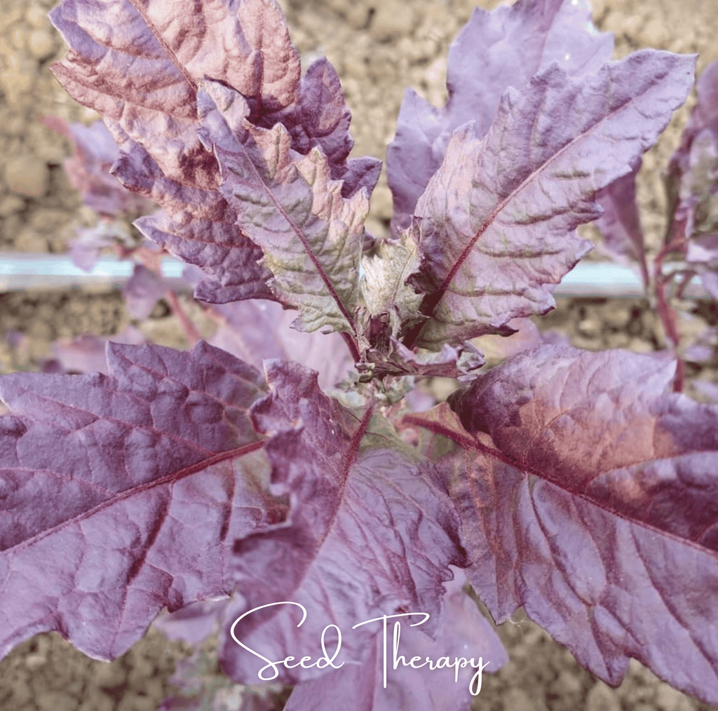Red Oaxaca Epazote – 100 Seeds | Seeds | Wiccan Center