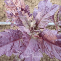 Red Oaxaca Epazote – 100 Seeds | Seeds | Wiccan Center